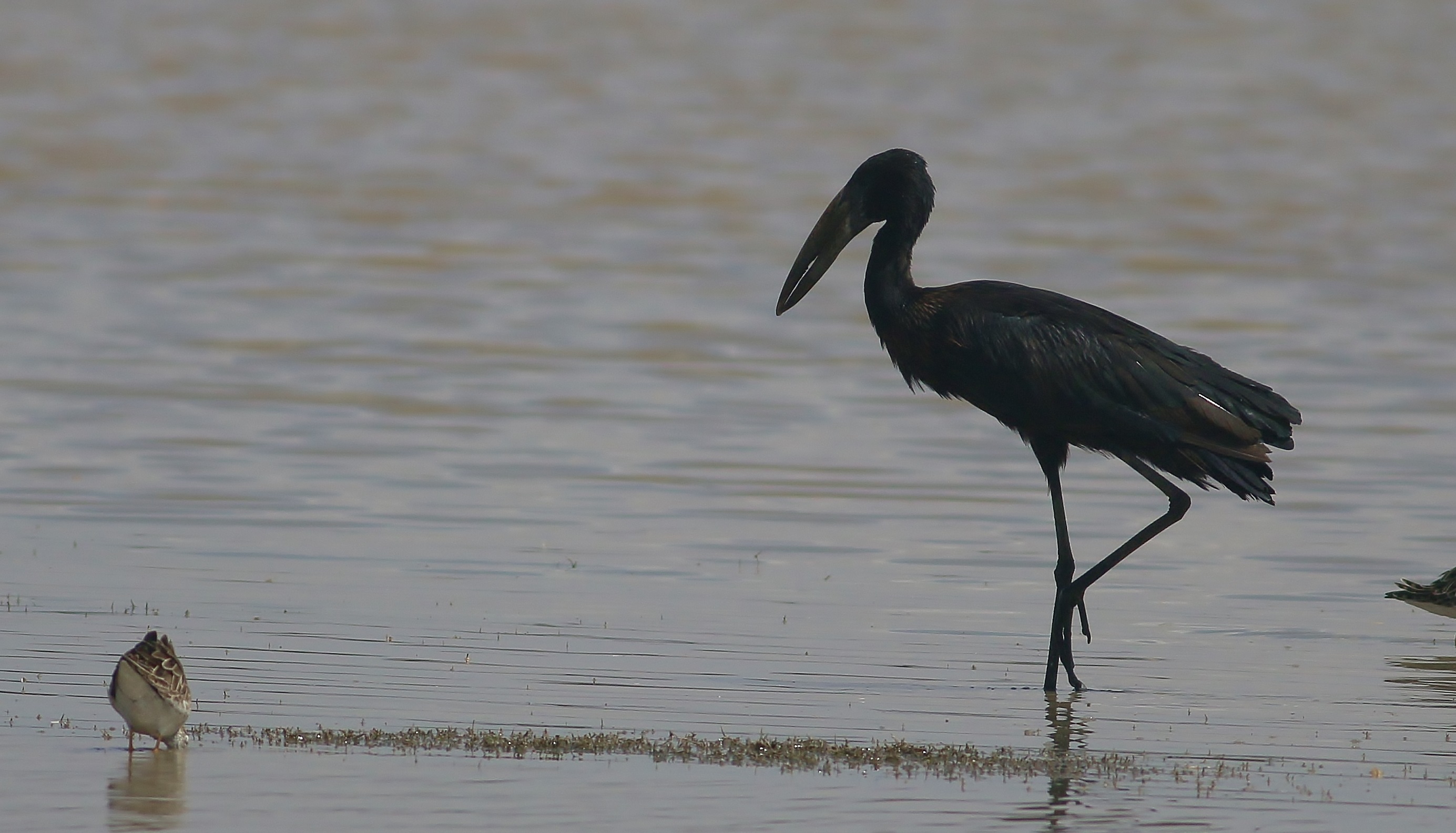 African Openbill